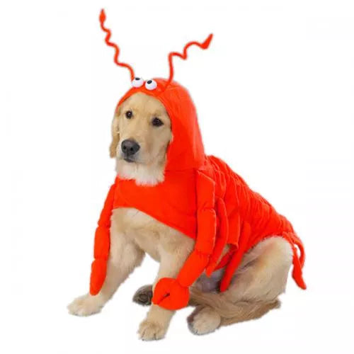 Casual Lobster Dog Costume